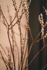 dry grass in the morning