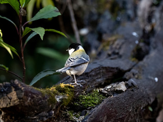 Japanese tit on a fallen forest log 17
