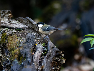 Japanese tit on a fallen forest log 20