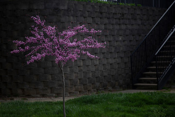 Spring tree with purple blossom