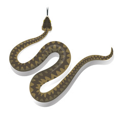 Snake on a white background.Design element 