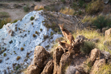 mountain goat in the Cerron area (Spain)

