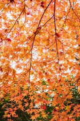 Autumn Leaves in Rengeji Temple in Kyoto, Japan