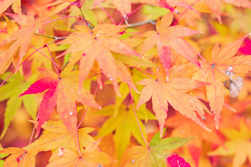 Autumn Leaves in Rengeji Temple in Kyoto, Japan
