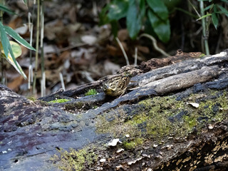 black-faced bunting in a Japanese forest 7