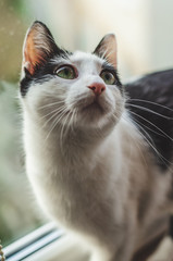 Black and white cat with green eyes and pink nose looking to her human