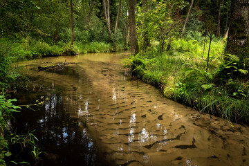 Summer day in the Solska Forest Landscape Park (pl: Park Krajobrazowy Puszczy Solskiej), nature reserve near Susiec (a village and holiday resort in Tomaszów Lubelski County, Roztocze, Poland). © Zbigniew