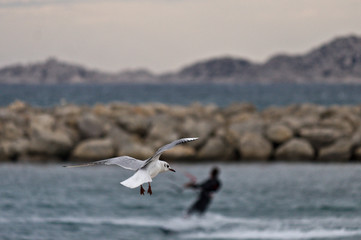Kitsurf et goéland 