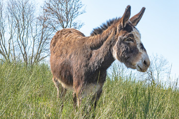 Donkey