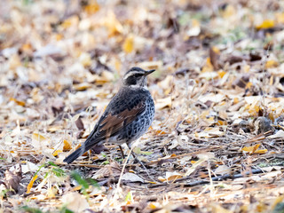 Dusky thrush in a Japanese park 1