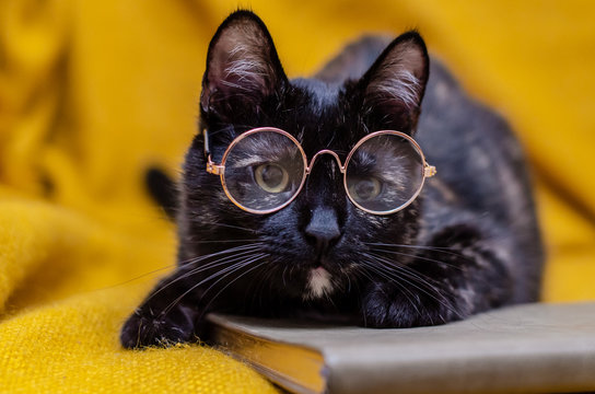 Tortie kitten with glasses looking cute