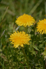 Close-up of blooming yellow dandelion flowers in garden as spring background, taraxacum officinale in bloom on a meadow soft focus blurred