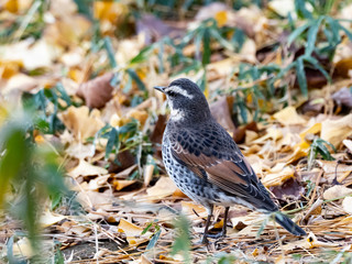 Dusky thrush in a Japanese park 6