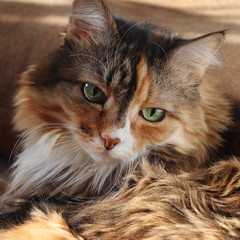 Domestic cat. A beautiful old cat with green intelligent eyes. Tricolor cat hair: white, red and black. The cat is lying on the sofa in the sun. Close up
