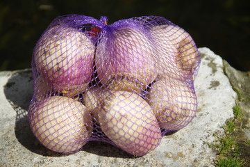 Purple and white fresh turnips vegetables supermarket plastic net