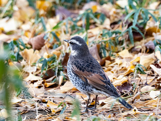 Dusky thrush in a Japanese park 7