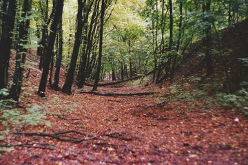 Green summer park. Film grain photo.