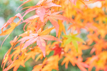 Fototapeta premium Autumn Leaves in Rengeji Temple in Kyoto, Japan
