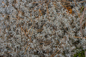 Vegetation, scandinavian, forest, plants, swedish, woods, Nature, background