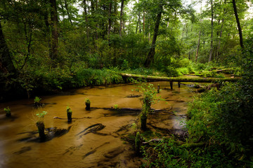 Summer day in the Solska Forest Landscape Park (pl: Park Krajobrazowy Puszczy Solskiej), nature reserve near Susiec (a village and holiday resort in Tomaszów Lubelski County, Roztocze, Poland). © Zbigniew