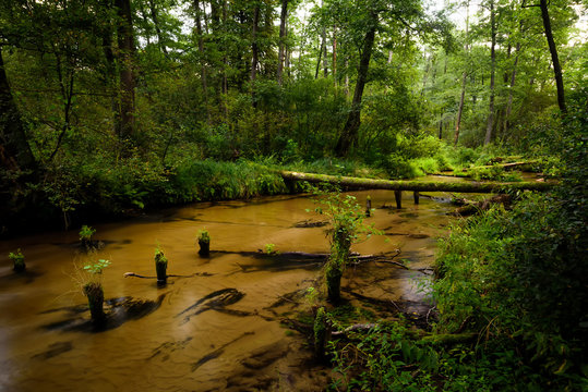 Summer day in the Solska Forest Landscape Park (pl: Park Krajobrazowy Puszczy Solskiej), nature reserve near Susiec (a village and holiday resort in Tomasz&oacute;w Lubelski County, Roztocze, Poland).