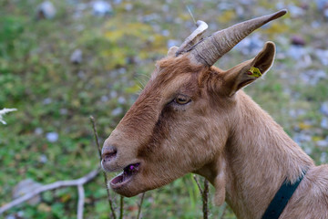 Portrait einer Ziege beim fressen von Disteln