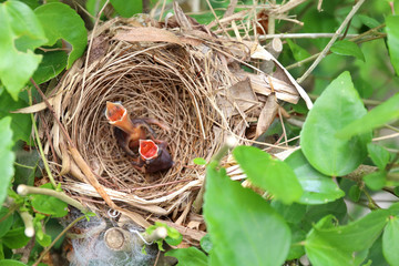 Baby birds in a nest on a tree branch.