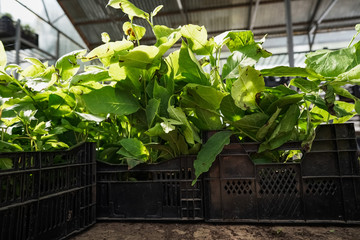 green garden plants in boxed ready for summer season and sale