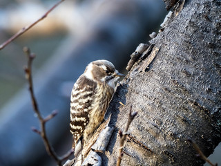 Japanese pygmy woodpecker on a tree 9