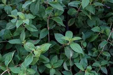 green garden plants in boxed ready for summer season and sale