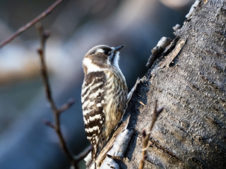 Japanese pygmy woodpecker on a tree 10