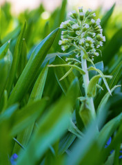 Fototapeta premium Green grass background texture. Field of fresh green grass texture as a background, top view, horizontal. Artificial green grass texture for background.