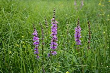 Closeup lythrum salicaria called as purple loosestrife with tall pink ears on meadow