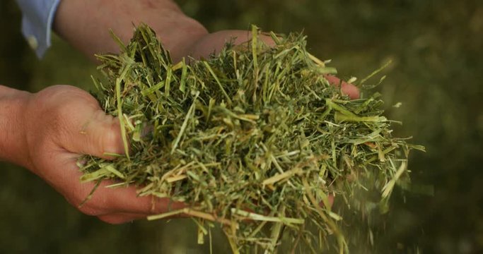 Close up shot of an young successful man farmer is controlling with his hands at the moment harvested biologic mulched alfalfa plant. Concept:  silage, green manure, environment, livestock fodder