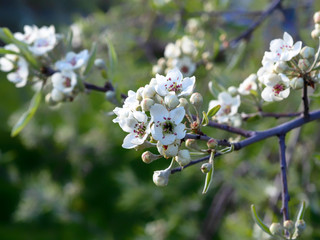 Bright white an apple-tree flower illuminated by a bright ray of the spring sun and blue sky on a back background