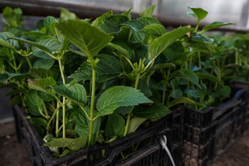 green garden plants in boxed ready for summer season and sale