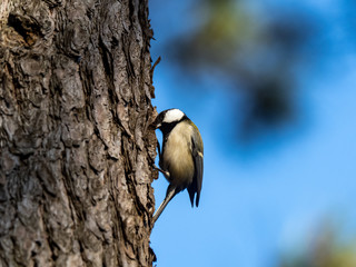 Japanese tit in a forest tree trunk 2