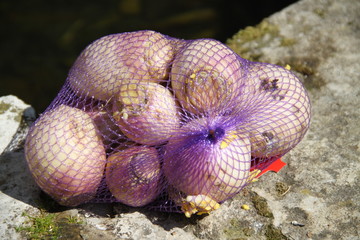 Purple and white fresh turnips vegetables supermarket plastic net