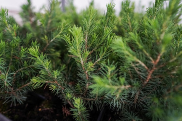 green garden plants in boxed ready for summer season and sale