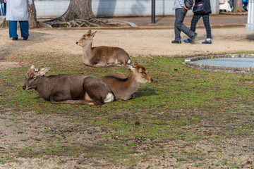 Deer in the Kasuga Grand Shrine, Nara Park Area. In here, the deers are freely roaming around in temples and park. Nara Prefecture, Japan