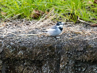 Japanese white wagtail on concrete river bank 1
