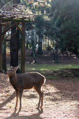Fototapeta na wymiar Deer in the Kasuga Grand Shrine, Nara Park Area. In here, the deers are freely roaming around in temples and park. Nara Prefecture, Japan