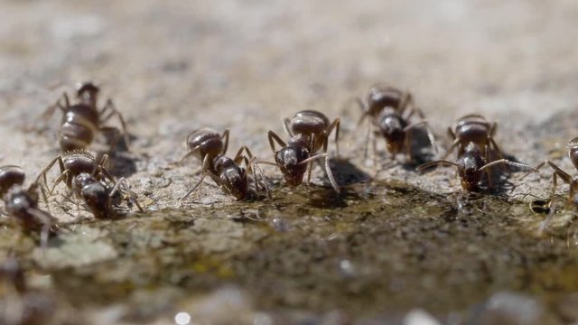 Black Ants Drinking Sugar Water
