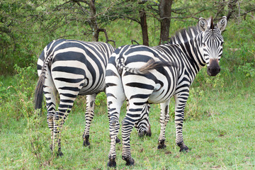 Common Zebras in Masai Mara National Park in Kenya, Africa