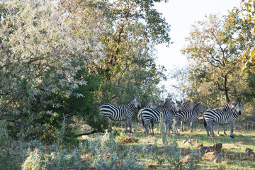 Fototapeta na wymiar A herd of common zebras spotted during an early morning bush walk in the Masai Mara Conservency in Kenya, Africa