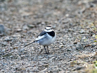 Japanese white wagtail on concrete river bank 4