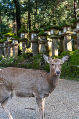 Deer in the Kasuga Grand Shrine, Nara Park Area. In here, the deers are freely roaming around in temples and park. Nara Prefecture, Japan