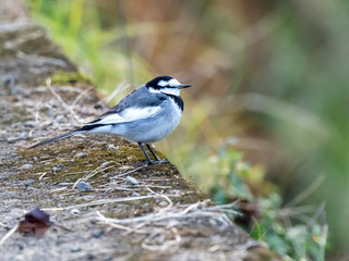 Japanese white wagtail on concrete river bank 5