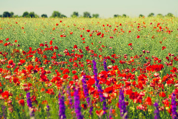 Summer field with poppies as a beautiful nature background