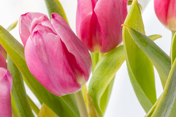 Bouquet of beautiful pink tulips against a blurred background of green stems and leaves. Delicate spring flowers as a gift for the holiday. Selective focus